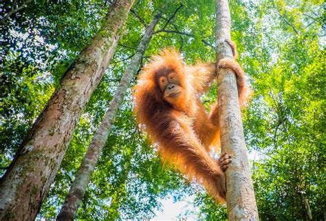 medicinal plants for orangutans